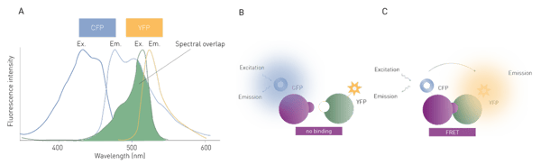 图1：CFP与YFP配对的FRET检测示例。A) CFP与YFP的光谱特性：CFP（供体）的发射光谱与YFP（受体）的激发光谱存在重叠（光谱重叠）。B) FRET作用示意图：无相互作用时，CFP被激发并以特定波长发光。C) 当发生相互作用并产生FRET时，YFP额外以不同波长发光，同时CFP的发光强度被淬灭。
