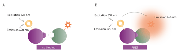 图3：基于钕红受体的TR-FRET检测中激发与发射的示意图。当无相互作用时，供体在320 nm处激发并在620 nm处发射。当发生相互作用并产生FRET时，受体额外在665 nm处发射。