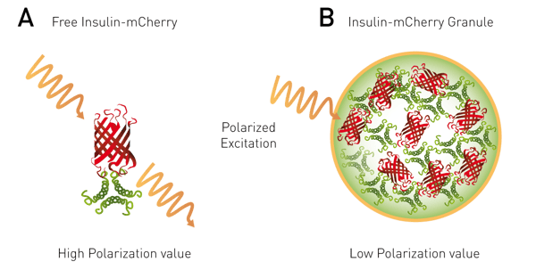 图 6：同源 FRET - 荧光偏振（homoFRET-FP）原理示意图。与红色荧光团（红色）结合的游离蛋白质（绿色）经偏振光激发后，会保持偏振状态，产生相对较强的荧光偏振（FP）信号。若该蛋白质复合物在细胞中处于高浓度状态，则会发生同源 FRET 事件，导致偏振方向随机化，信号随之减弱。