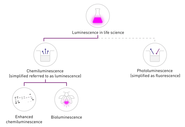 图 2：化学发光与光致发光的区别：在生命科学应用中，化学发光通常被简称为 “发光（luminescence）”，而光致发光或磷光则被称为 “荧光（fluorescence）”。